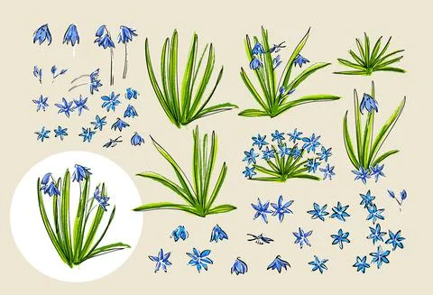 Set of spring primroses. Scilla flower or blue copse. Stock Illustration
