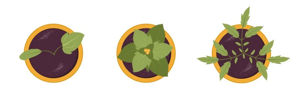 Set of spring seedlings in pots. Top view. Growing gardening plants. Vegetarian Stock Illustration