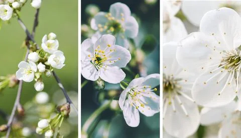 Set of spring wallpapers 写真素材