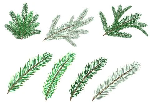 Set of spruce branches Stock Illustration