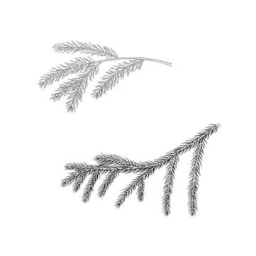Set of spruce branches. Pine, cedar tree. vector Illustrazione stock