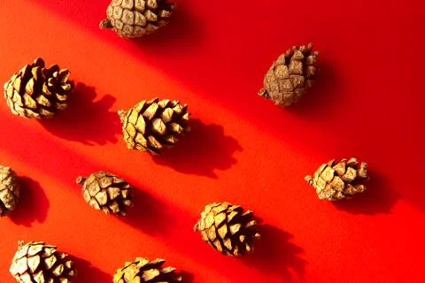 Set of spruce cones on red background with contrasting shadows Stock Photos
