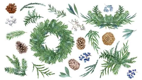 Set of spruce decorative elements with cones and berries Stock Illustration