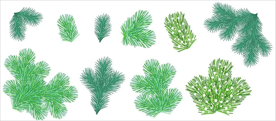 A set of spruce or pine branches. Illustration for decorating Christmas cards Stock Illustration