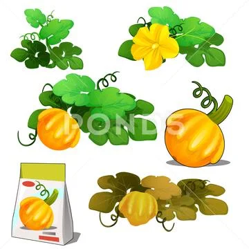 Set of stages of life of a agricultural plant orange patisson or bush pumpkin Stock Illustration
