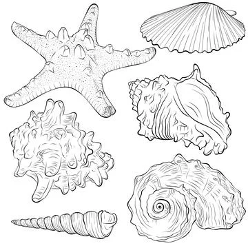 Set with starfish and shells line art Stock Illustration