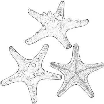 Set of starfish from different angles Stock Illustration