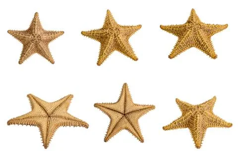 Set of starfish isolated on a white background. Close-up. Side view Stock Photos
