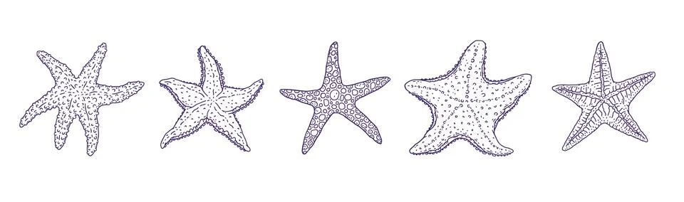 Set starfishes different forms. Vector wild ocean animals mollusk underwater Stock Illustration