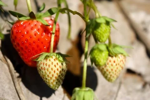 Set of strawberry Stock Photos