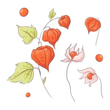 Set in the style of hand drawing twig physalis and flowers, autumn and leaves. Stock Illustration