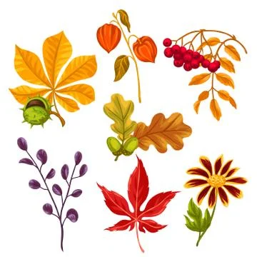 Set of stylized autumn leaves and plants. Objects for decoration, design on Stock Illustration