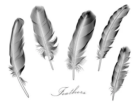 A set of stylized feathers. Vector illustration. Stock Illustration