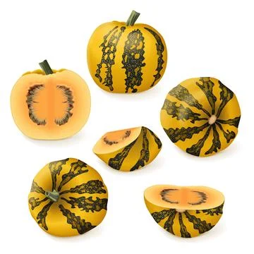Set of Styrian oil pumpkin. Winter squash. Ilustración de archivo