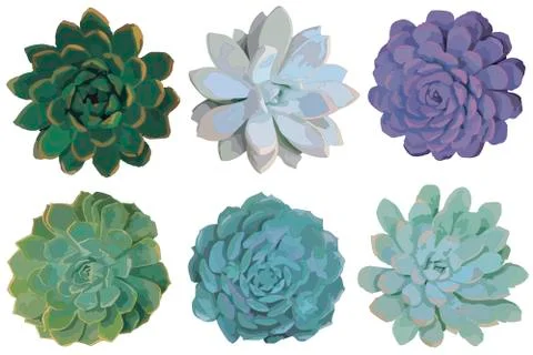 Set of succulent plants Stock Illustration