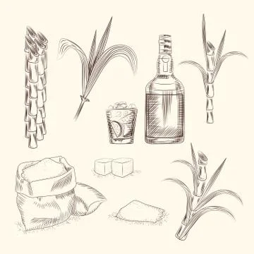 Set of sugar cane. Hand draw cane leaves background. Stock Illustration