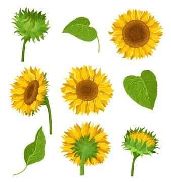 The Set Of Sunflowers With Different Elements And Details Vector Illustrations 스톡 일러스트