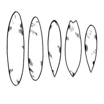 Set of surfboard silhouettes in scale Stock Illustration