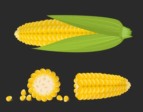 Set of sweet golden corn cobs and grains isolated on the black background Stock Illustration
