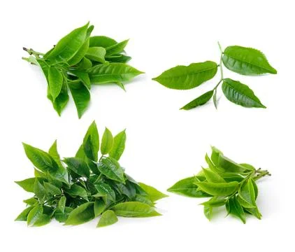 Set of tea leaf isolated on white background Stock Photos