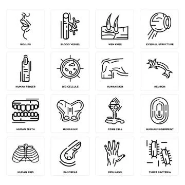 Set of Three Bacteria, Men Hand, Human Ribs, Cone Cell, Teeth, Skin, Finger,  Selección de ilustraciones gratis