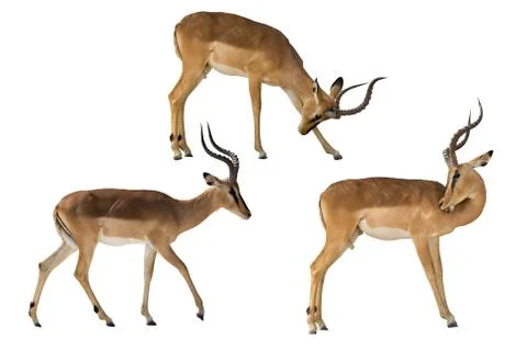 Set of three blackfaced impala Stock Photos