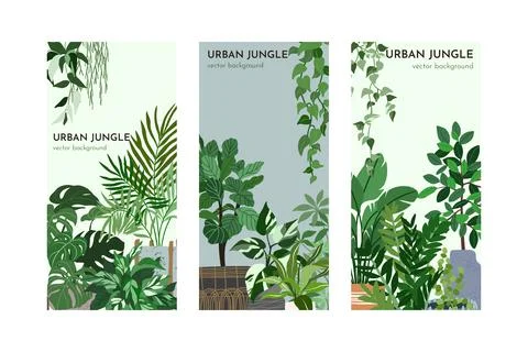 Set of three card templates with indoor plants Stock Illustration