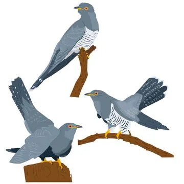 Set of three cuckoos sitting on branches Stock Illustration