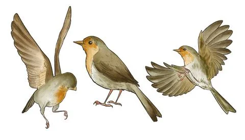 Set of three cute robin birds, vintage watercolor Stock Illustration