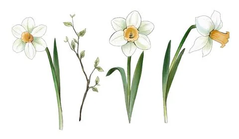 Set of three daffodils, hand drawn vintage art Stock Illustration