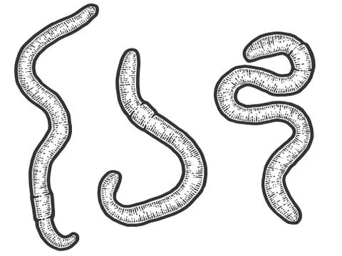 Set three earthworm. Sketch scratch board imitation. Black and white. Stock Illustration