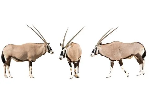 Set of three gemsbok in different posing isolated on white backg Stock Photos