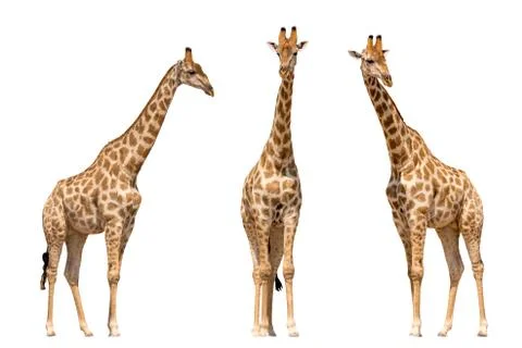 Set of three giraffes seen from front Stock Photos