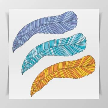 Set of three hand-drawn graphic Feathers Stock Illustration