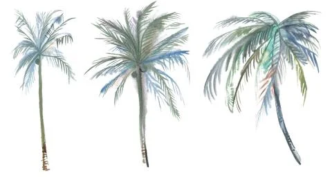 Set of three illustrations of Coconut trees painted in watercolor Stock Illustration
