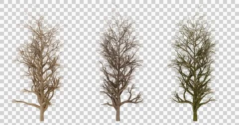 Set of three isolated trees in various seasons, for compositing and design Stock Photos