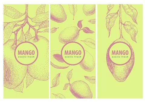 Set of three labels with mango branch and fruits. Great for traditional, organic Stock Illustration