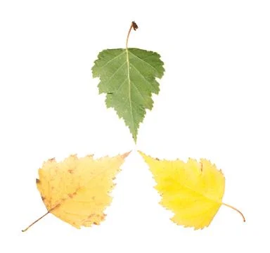 Set of three maple leaves in different states of withering Stock Photos