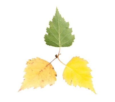 Set of three maple leaves in different states of withering Stock Photos