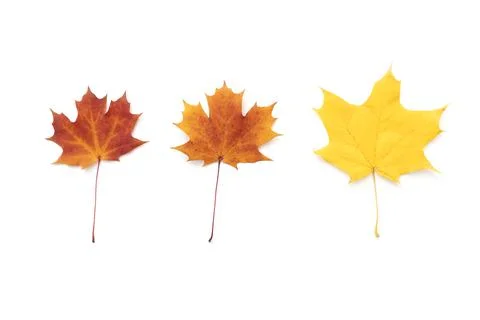 Set of three maple leaves. Red, orange, yellow maple leaves isolated on white Stock Photos