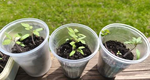 Set of three plastic transparent cups with soil and garden seedlings. Green Stock Photos