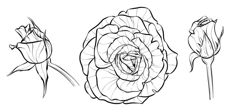 Set. Three roses, a closed bud and an open flower. Illustration sketch in black Stock Illustration