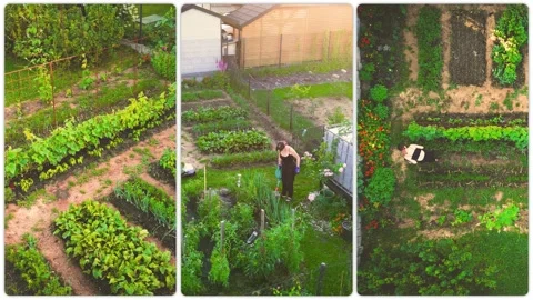 A set of three shots related to taking care of an ecological vegetable gard.. Stock Footage 246591588