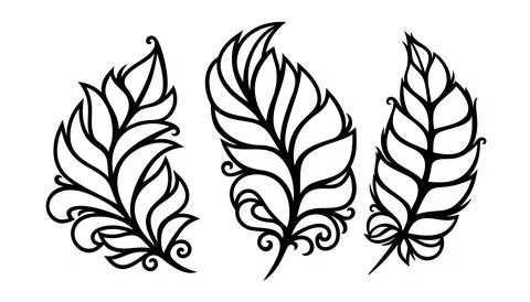 Set of three skeletons of a leaf, a feather.  Stock Illustration