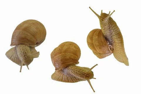 Set of three snails crawling on white background. Helix pomatia, collection of Stock-Fotos