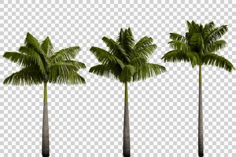 A set of three tall palm trees with slender gray trunks and vibrant green Stock Photos