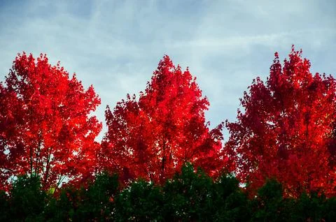 A  set of three trees in the fall with the leaves changing colors to red on.. Stock Photos