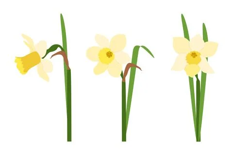 Set of three yellow daffodils on a white background. Vector. Stock Illustration