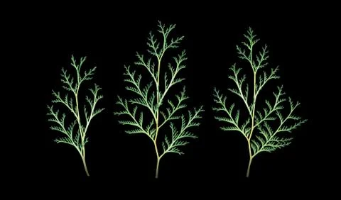Set of thuja branches isolated on white. Watercolor hand drawn illustration. Stock Illustration