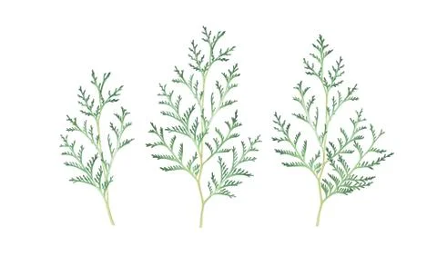 Set of thuja branches isolated on white. Watercolor hand drawn illustration. Stock Illustration